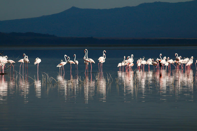 Lake Nakuru Kenya
